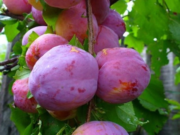 ang pinakamahusay na mga pagkakaiba-iba ng mga malalaking plum