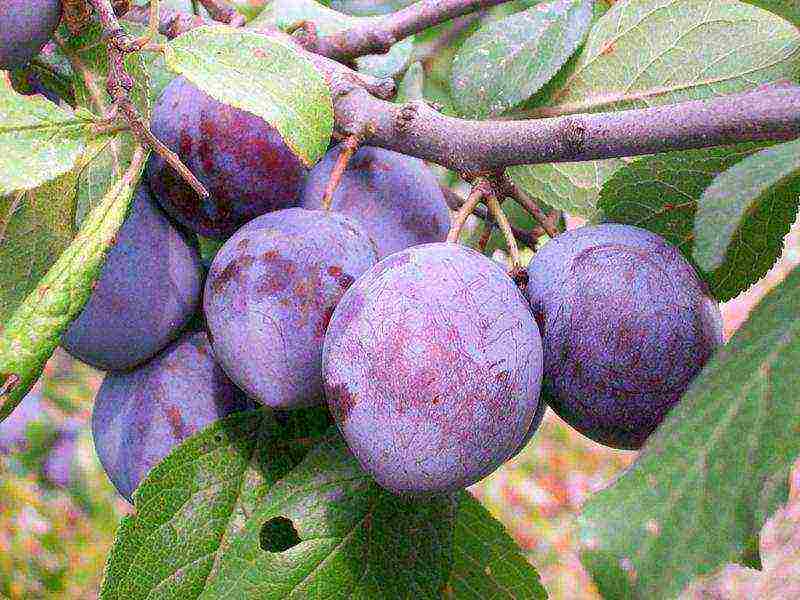 the best varieties of large plums