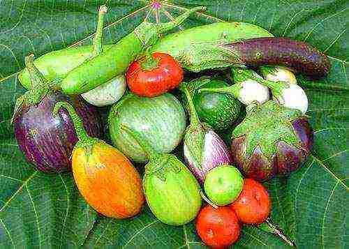 the best varieties of large eggplants