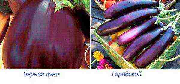 the best varieties of large eggplants