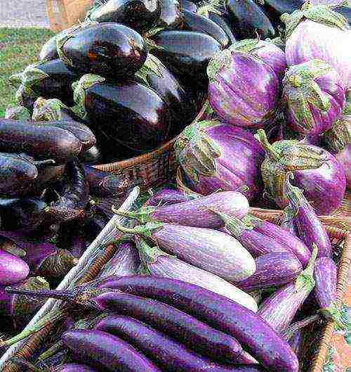 the best varieties of large eggplants