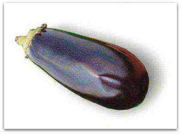 ang pinakamahusay na mga pagkakaiba-iba ng malalaking mga eggplants