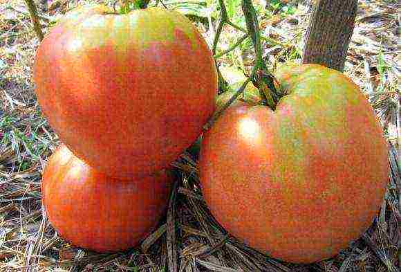 the best varieties of large tomatoes