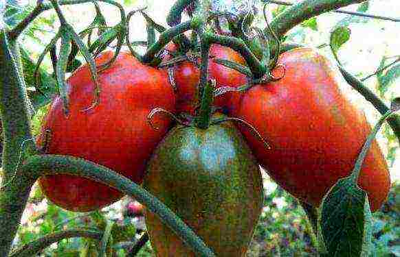 the best varieties of large tomatoes