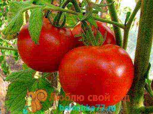 the best varieties of large tomatoes