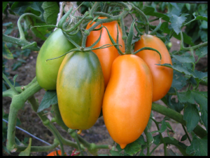 the best varieties of large tomatoes