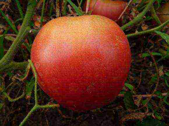 the best varieties of large tomatoes