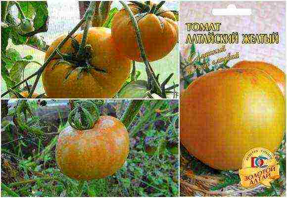 the best varieties of large tomatoes