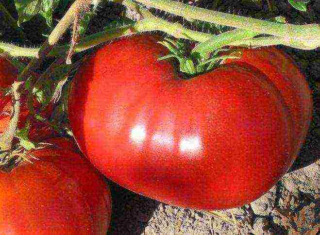 the best varieties of large tomatoes