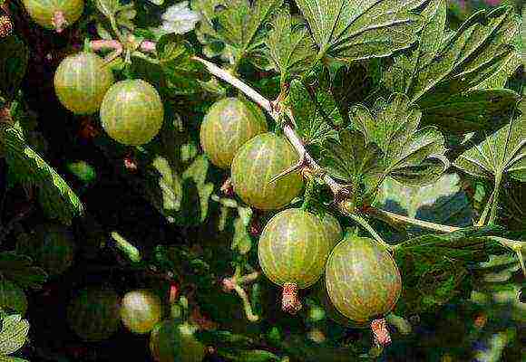 the best gooseberry varieties for the Urals