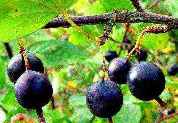 the best gooseberry varieties for the Urals