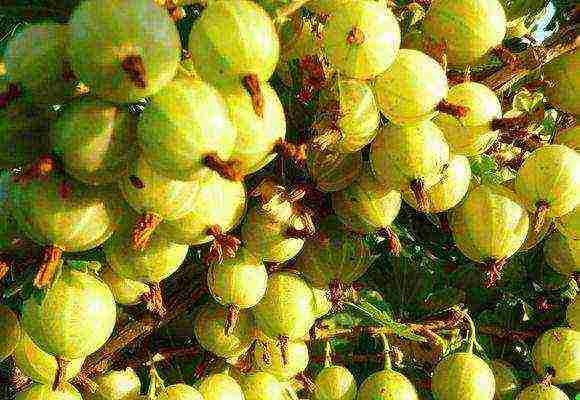 ang pinakamahusay na mga varieties ng gooseberry para sa Urals