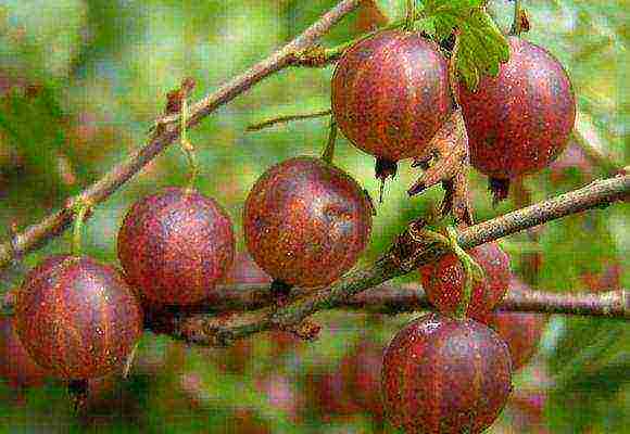 the best gooseberry varieties for the Urals