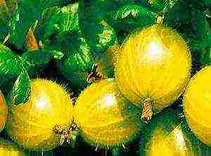 the best gooseberry varieties for the Urals