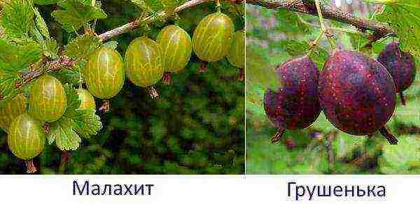 ang pinakamahusay na mga varieties ng gooseberry para sa Urals