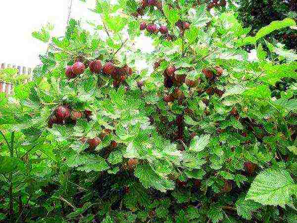 the best varieties of gooseberry bun