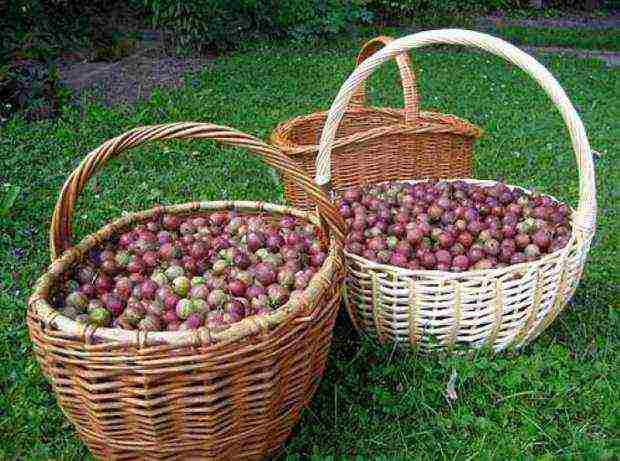 ang pinakamahusay na mga pagkakaiba-iba ng gooseberry bun