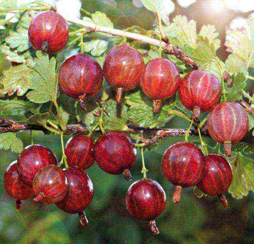 the best varieties of gooseberry bun