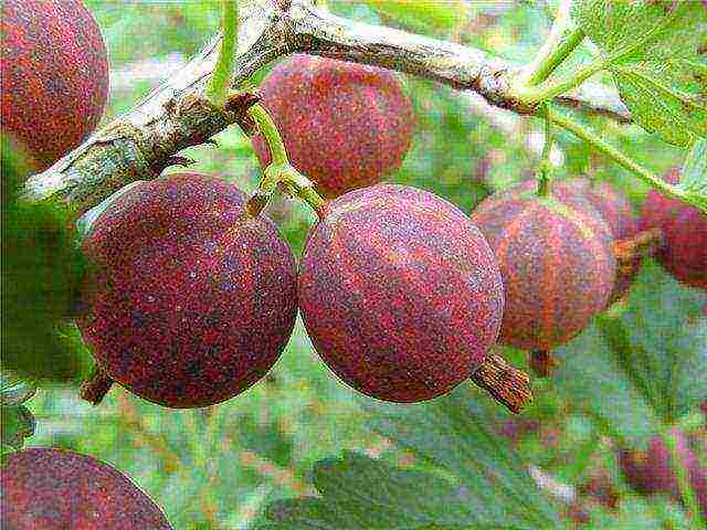 the best varieties of gooseberry bun