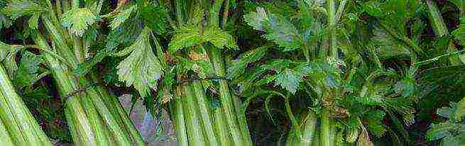 the best varieties of leaf celery