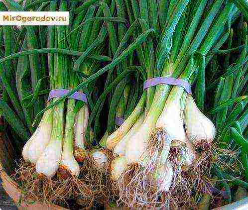 the best varieties of onion batun