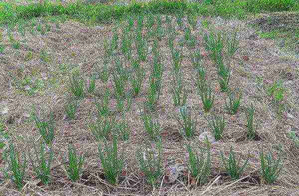 the best varieties of black onions