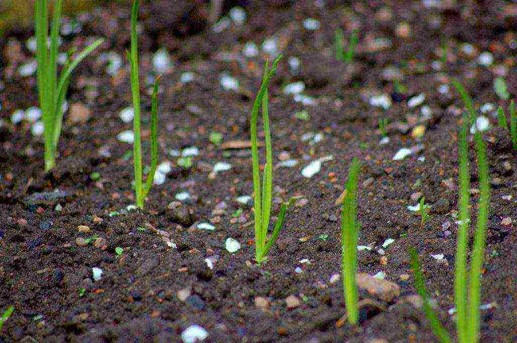 the best varieties of black onions