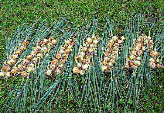 the best varieties of black onions