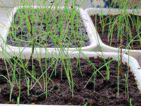 the best varieties of black onions