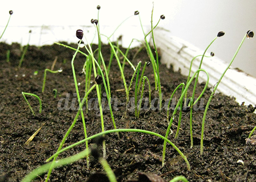 the best varieties of black onions