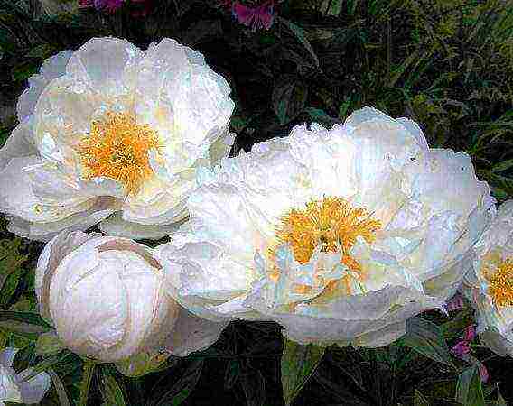 the best varieties of terry peonies