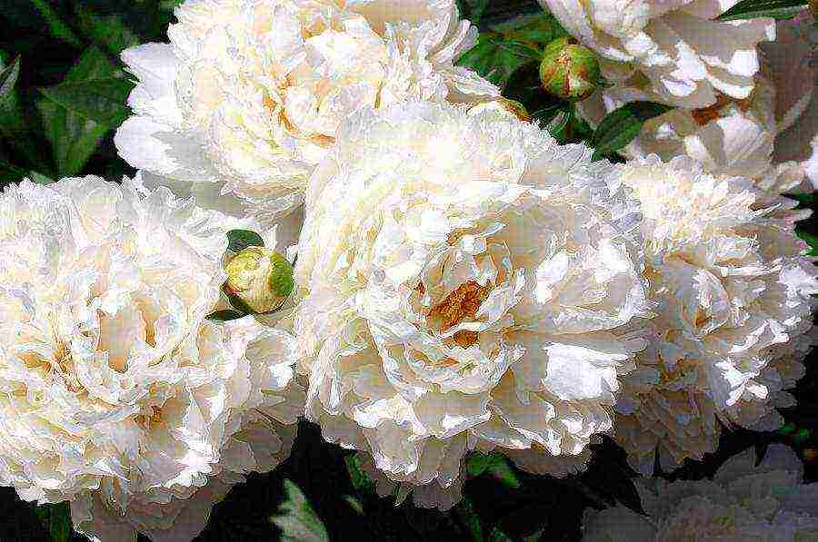 the best varieties of terry peonies