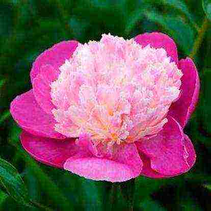 the best varieties of terry peonies