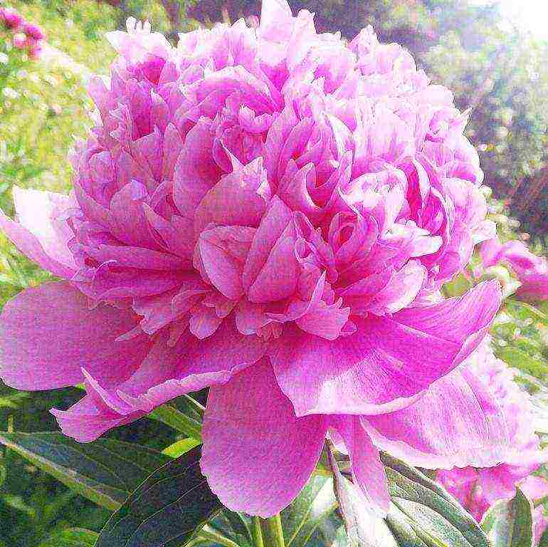 the best varieties of terry peonies