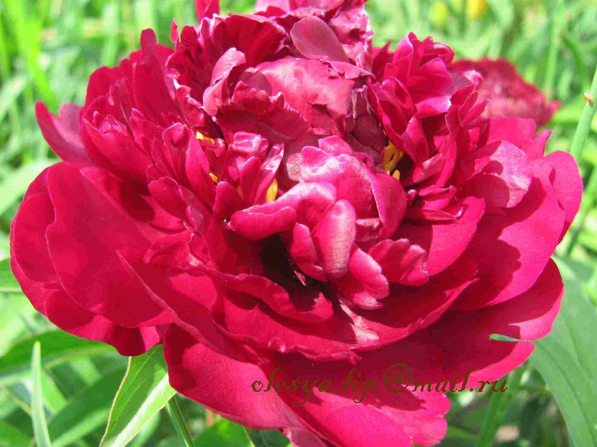 the best varieties of terry peonies