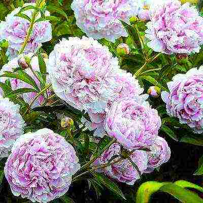 the best varieties of terry peonies