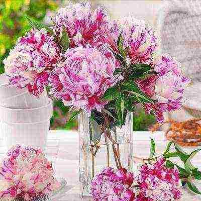 the best varieties of terry peonies