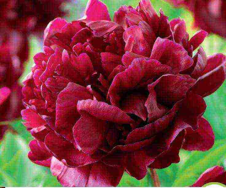 the best varieties of terry peonies