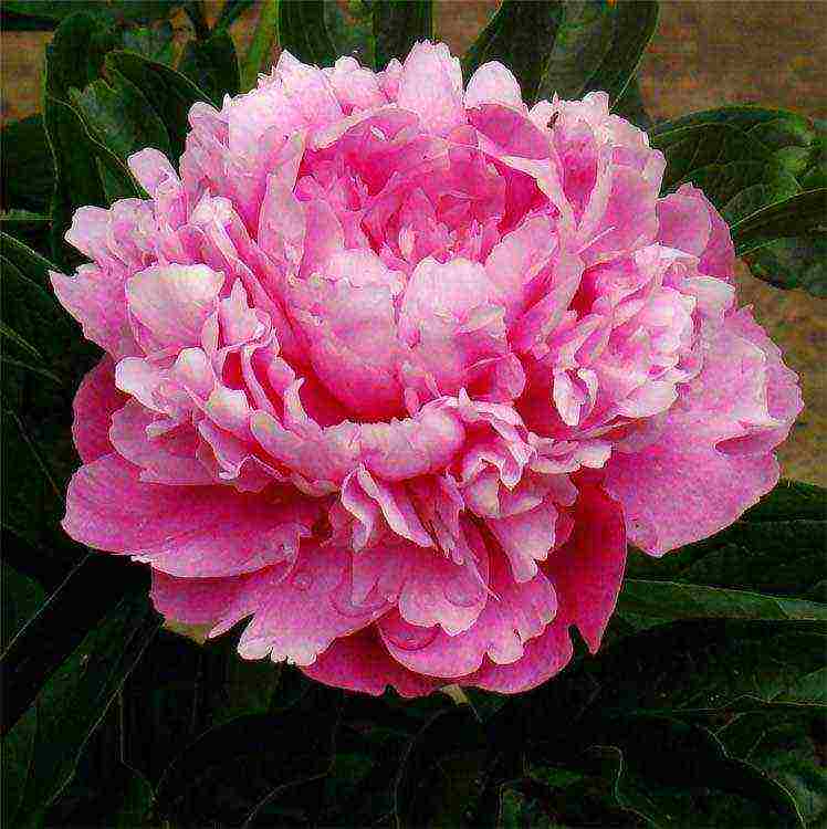 the best varieties of terry peonies