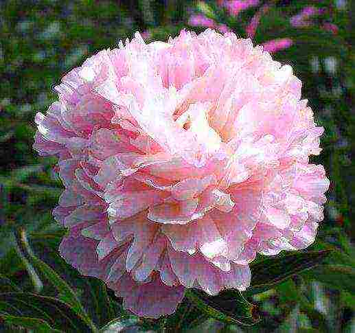 the best varieties of terry peonies