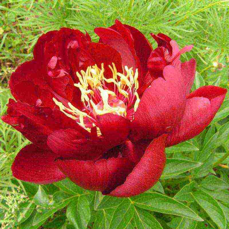 the best varieties of terry peonies