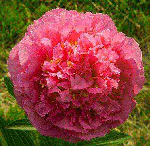 the best varieties of terry peonies