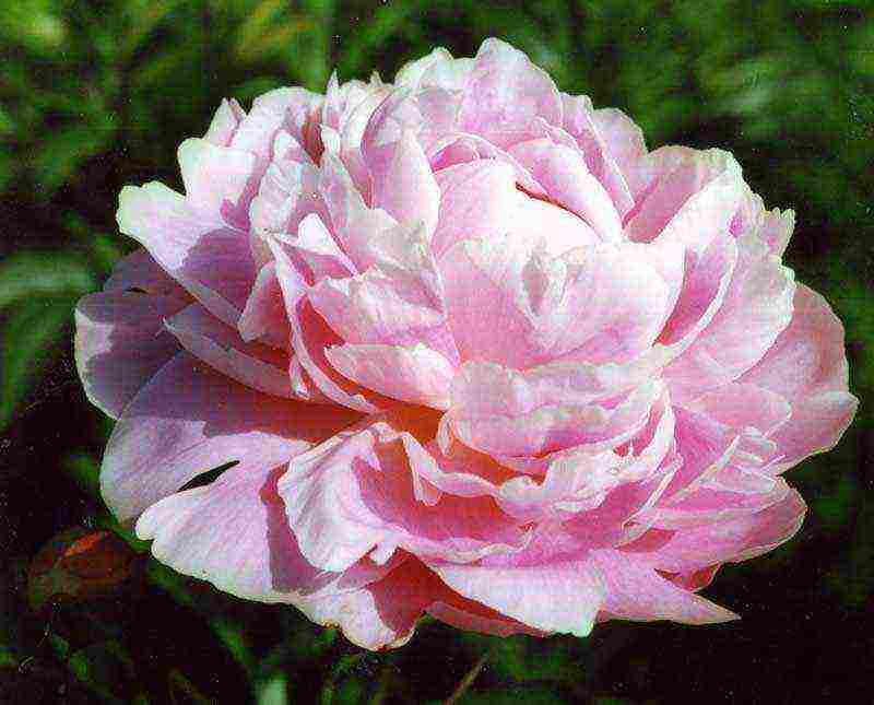 the best varieties of terry peonies