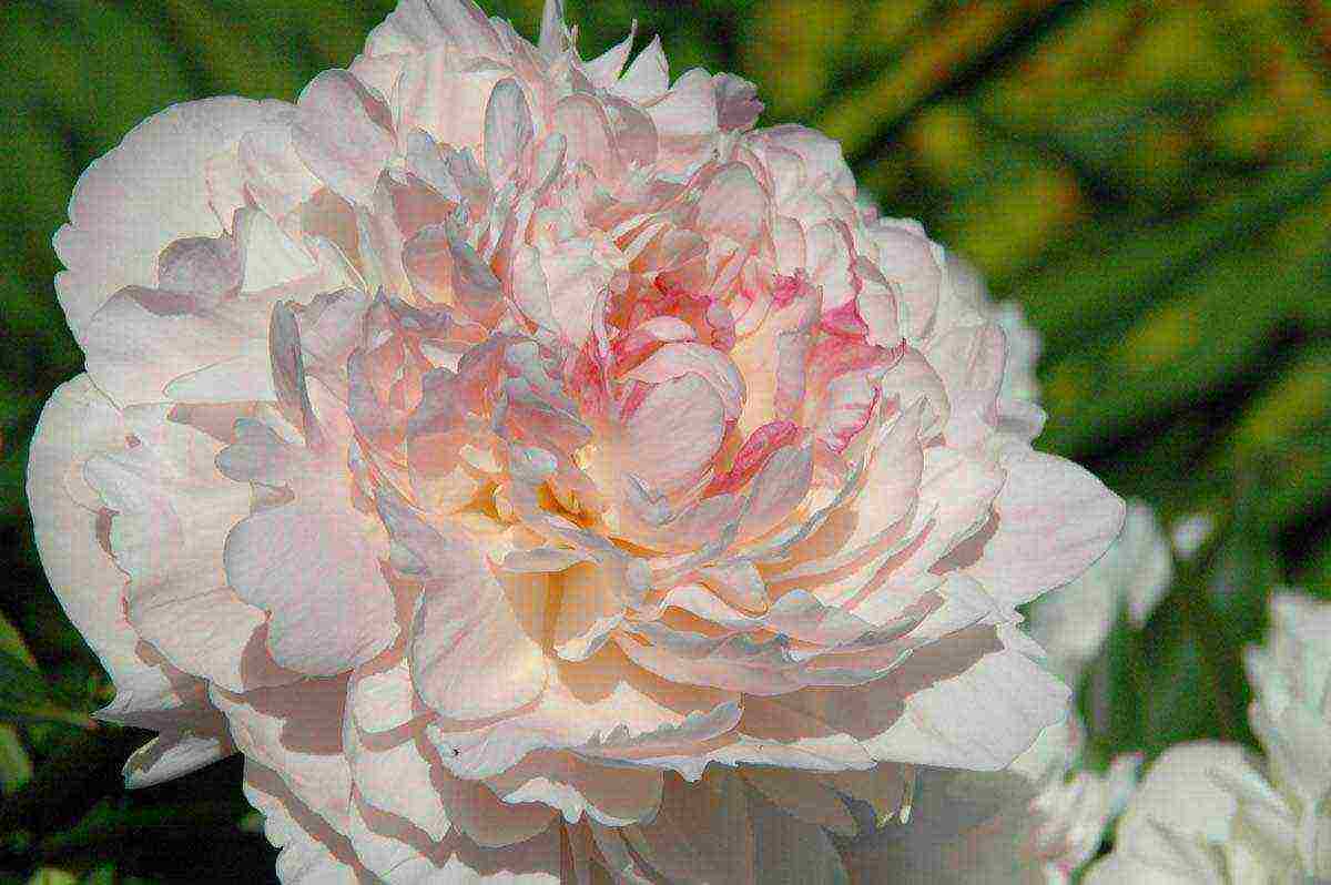 the best varieties of terry peonies