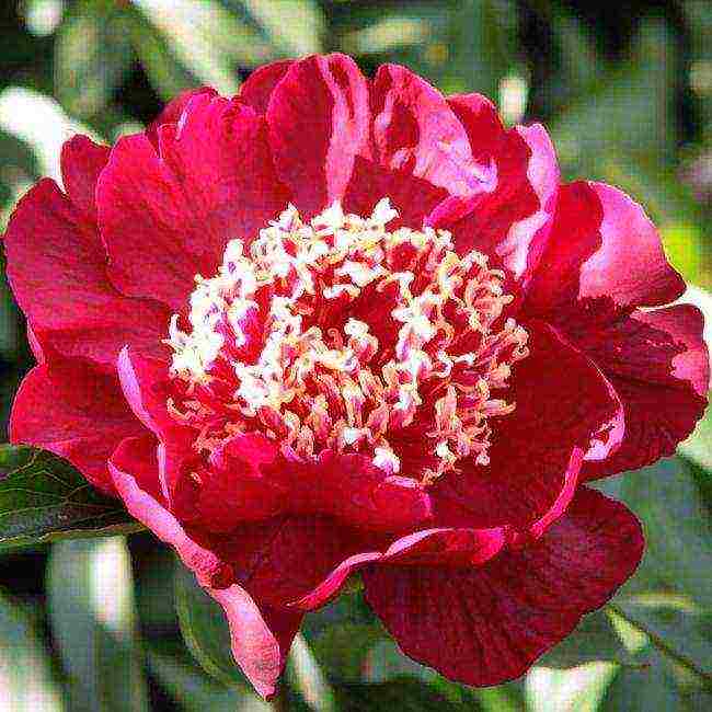 the best varieties of terry peonies