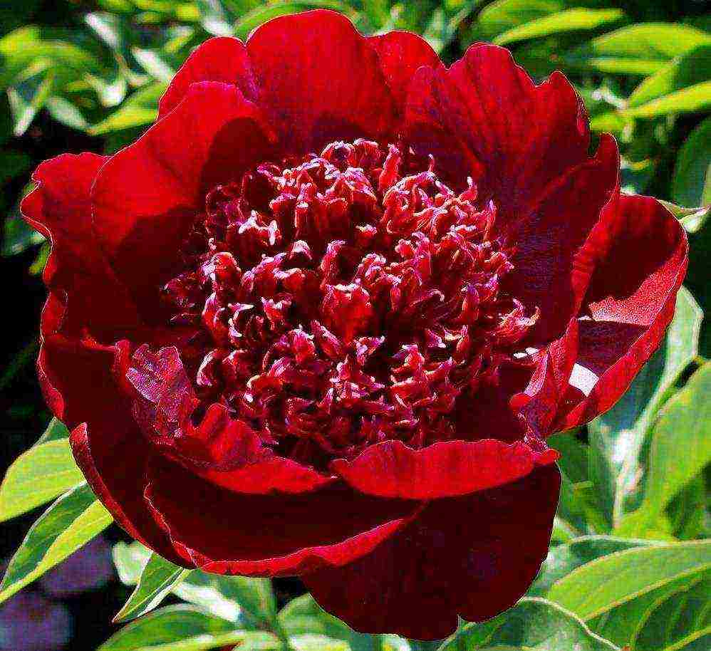 the best varieties of terry peonies