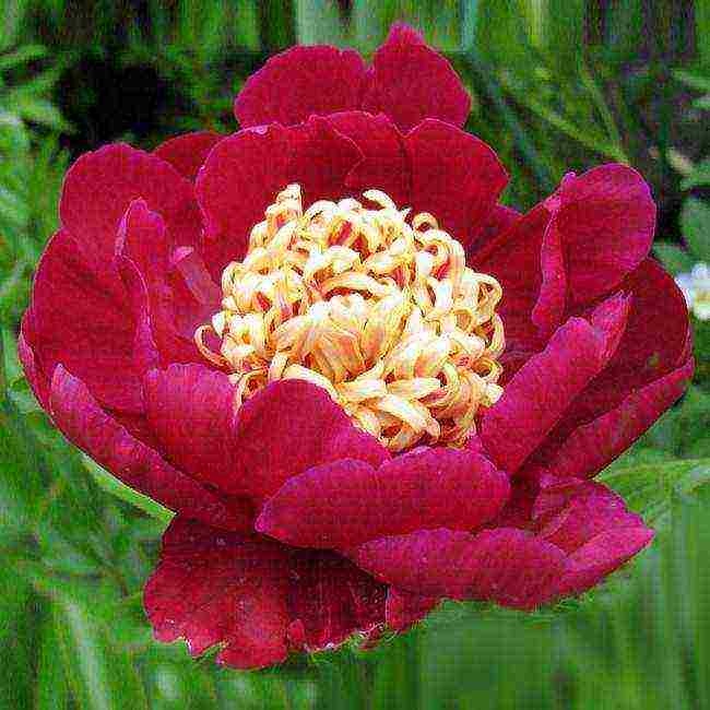 the best varieties of terry peonies