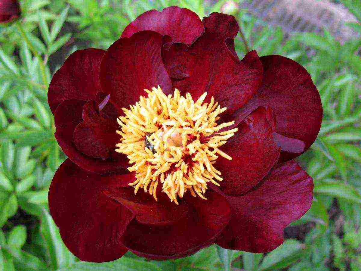 the best varieties of terry peonies