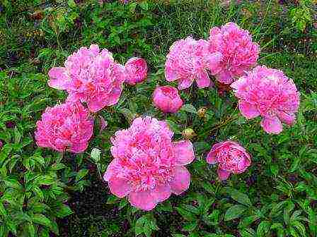 the best varieties of terry peonies