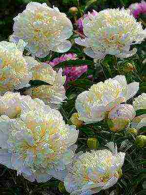 the best varieties of terry peonies